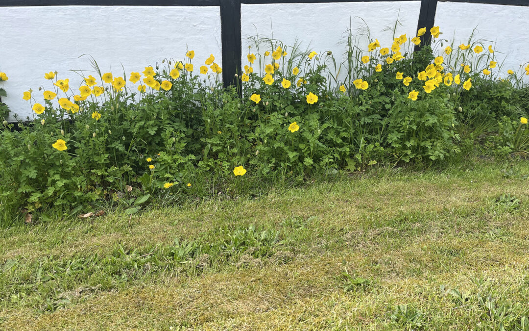 Åbenrå firma